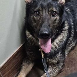 Jip jip - German Shepherd