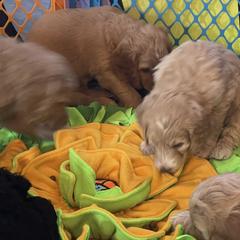 Double Doodle Puppies from North Texas Golden Mountain Doodles