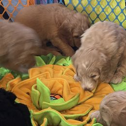 Double Doodle Puppies from North Texas Golden Mountain Doodles