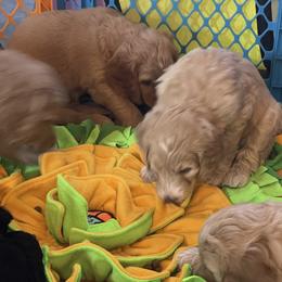 Double Doodle Puppies from North Texas Golden Mountain Doodles