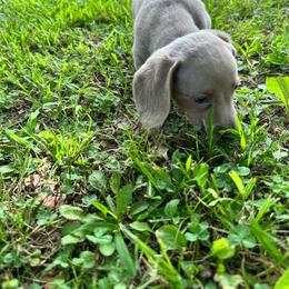 Sonny - Fawn (Isabella) male Dachshund puppy in Tulsa County, Oklahoma from Willow Creek Miniature Dachshunds