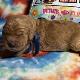 Goldendoodles from Suwanee Goldendoodles