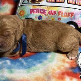 Goldendoodles from Suwanee Goldendoodles