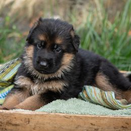 Jovian (dark blue collar) - Black and red male German Shepherd puppy in Ballston Spa, New York from Von Fahringer Shepherds