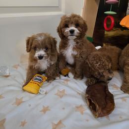 Neveah - Red female Cavapoo puppy in Washington from Mt.BakerPoodles&Doodles