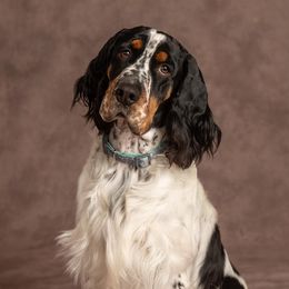 D - English Springer Spaniel