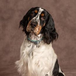 D - English Springer Spaniel