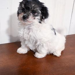 Paris (toy breed) - Parti female Maltipoo puppy in Belleville, Michigan from Michigan Maltese Puppies