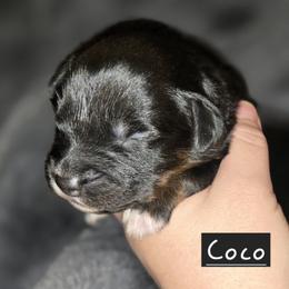 Australian Shepherd Puppies from Arbor hill Australian Shepherds
