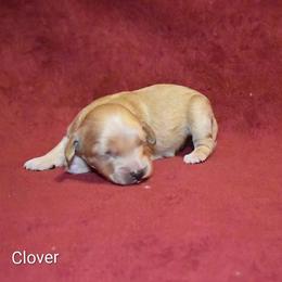 Clover - Cream male Cockapoo puppy in Sunset, Louisiana from Cano Cockapoos