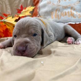 Linus - Silver male Great Dane puppy in Corsica, Pennsylvania from Ferguson Family Danes LLC