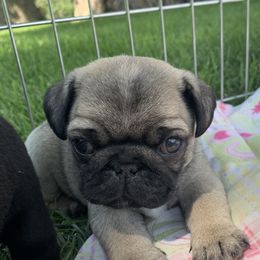 Pugs from Holland Pugs