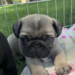 Pugs from Holland Pugs