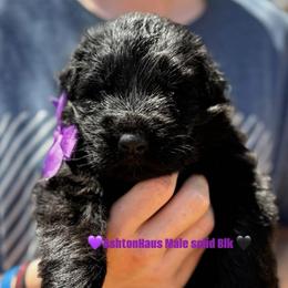 BB litter purple collar - Black male German Shepherd puppy in Wickenburg, Arizona from Vom AshtonHaus German Shepherds