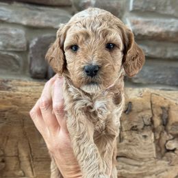 Girl 1 - Red female Cockapoo puppy in Granger, Iowa from M&M Cockapoos of Iowa