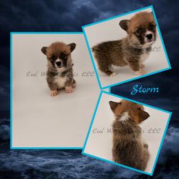 Storm - Red female Pembroke Welsh Corgi puppy in Kiowa, Colorado from Cool Water Corgis LLC