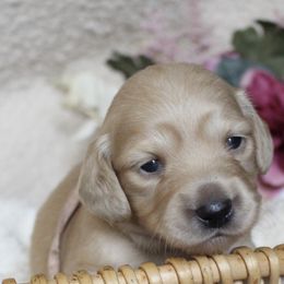 Dachshunds from Shoebox Doxie’s