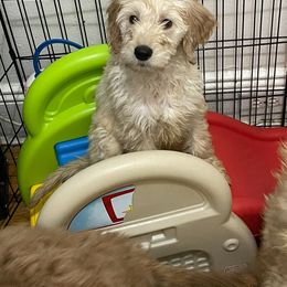 Bernedoodle and Goldendoodle Puppies from Lyon and Luna Goldendoodles Bernedoodles