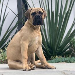 Bullmastiff and French Bulldog Puppies from Big Bully Nation