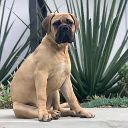 Bullmastiff and French Bulldog Puppies from Big Bully Nation