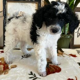 Clove - Parti male Poodle puppy in Nixa, Missouri from Foxtrot Farm Poodles