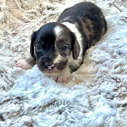 Belle - Dapple female Dachshund puppy in Casper, Wyoming from Daisy's Doxies & Doodles