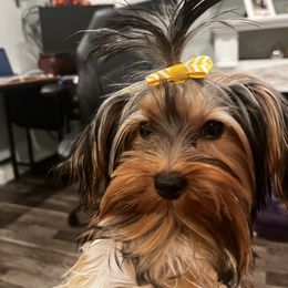 Sheba - Black and gold female Yorkshire Terrier puppy in Henderson, Nevada from Pooch Perfect Puppies