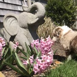 Australian Shepherd Puppies from Black Pond Australian Shepherds