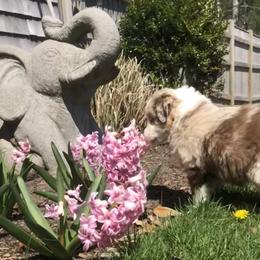 Australian Shepherd Puppies from Black Pond Australian Shepherds