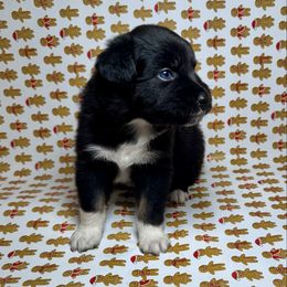 Lock - Black tri male Miniature Australian Shepherd puppy in Hillsboro, Texas from H&J Aussies