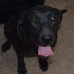 Willow - Labrador Retriever