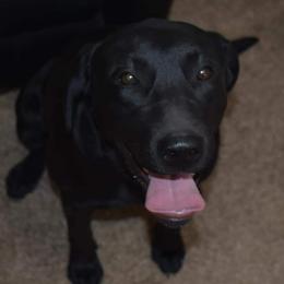 Willow - Labrador Retriever