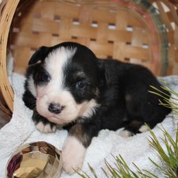 Wonder - Black tri-color male Australian Shepherd puppy in Honey Brook, Pennsylvania from New Adventures Puppies