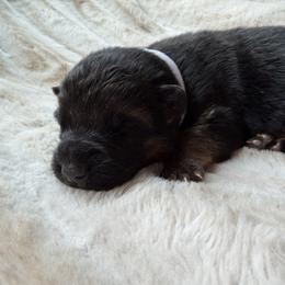 White Boy - Bi-color male German Shepherd puppy in Buxton, Oregon from Buxton Oregon Shepherds