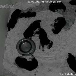 Rottweiler Puppies from Von Liebenhaus Rottweilers