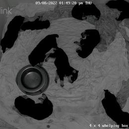 Rottweiler Puppies from Von Liebenhaus Rottweilers