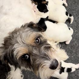 Bliss - Russell Terrier