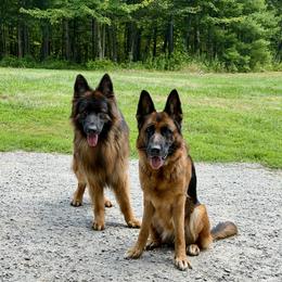 German Shepherd puppies from De La Paz German Shepherds