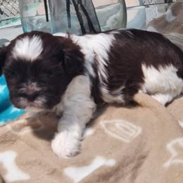 Shih Tzu Puppies from Kuddly Creatures