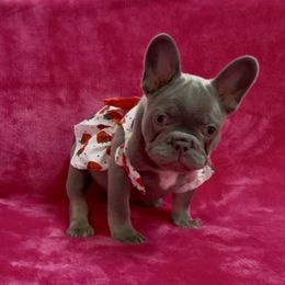 French Bulldog Puppies from Monique Ratchford