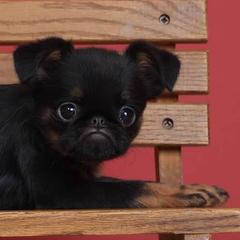 Brussels Griffon Puppies from Willow & Sage Brussel Griffons