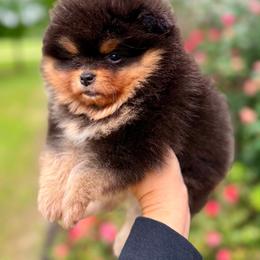Wilma - Black and tan female Pomeranian puppy in Willis, Texas from Treasured Jewels Pomeranians