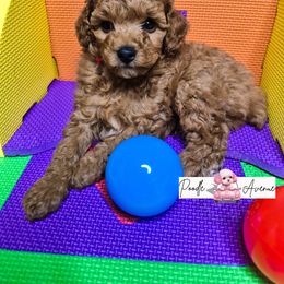 Poodle Puppies from Poodle Avenue