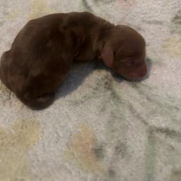Boy 2 - Red male Dachshund puppy in Brandon, Florida from Knights Dachshunds