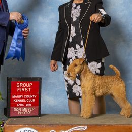 Lakeland Terriers from Brush Creek Lakeland Terriers