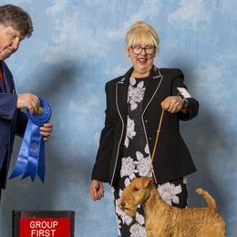 Lakeland Terriers from Brush Creek Lakeland Terriers
