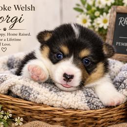 Pembroke Welsh Corgi Puppies from Rhone River Farm Pembroke Welsh Corgis