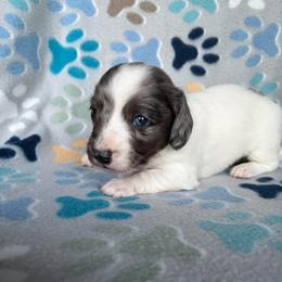 Mork - Piebald male Dachshund puppy in Temple, Texas from Brit’s Doxie Crossing