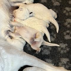 Berger Blanc Suisse Puppies from Hollybrook White Shepherds