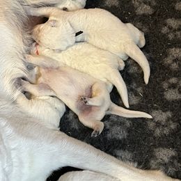 Berger Blanc Suisse Puppies from Hollybrook White Shepherds